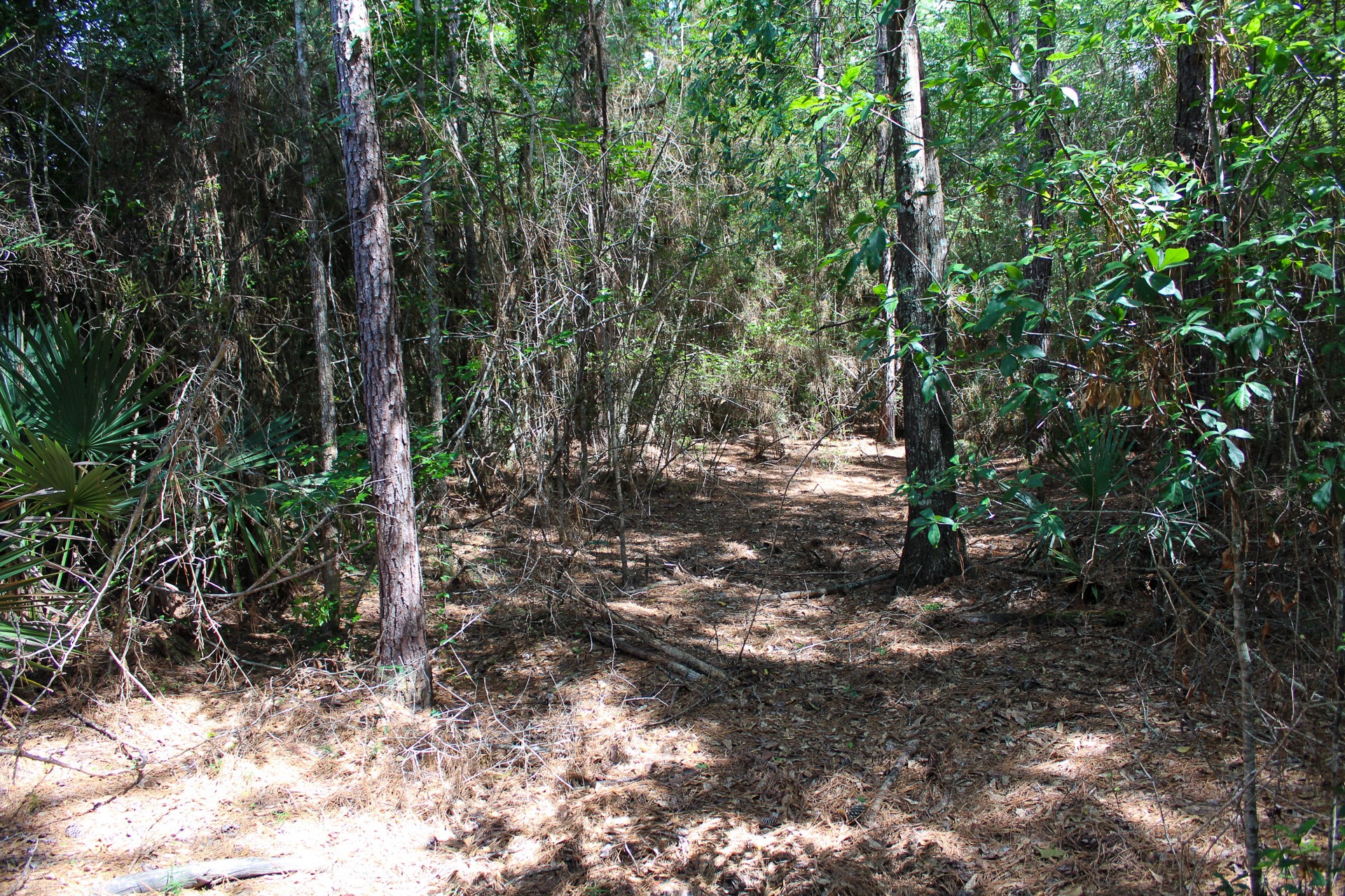 3-b-15-22 Fire Sky Road Huntsville, TX 77340 - Photo 3 of 14 View of interior of lot
