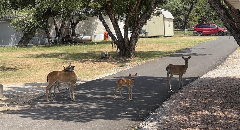 2334 San Bar Road, Unit 104 Graford, TX 76449 - Photo 23 of 31 Common visitors in Golden Cove!