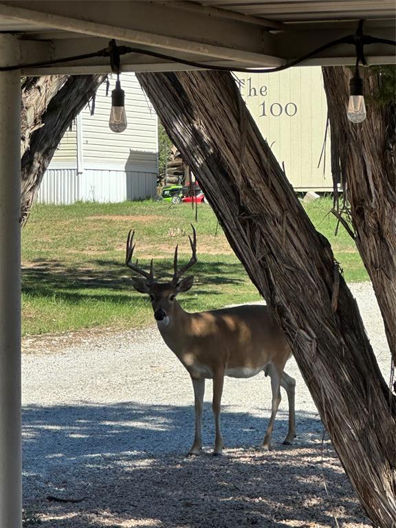 2334 San Bar Road, Unit 104 Graford, TX 76449 - Photo 24 of 31 Hello ...where's the corn?!