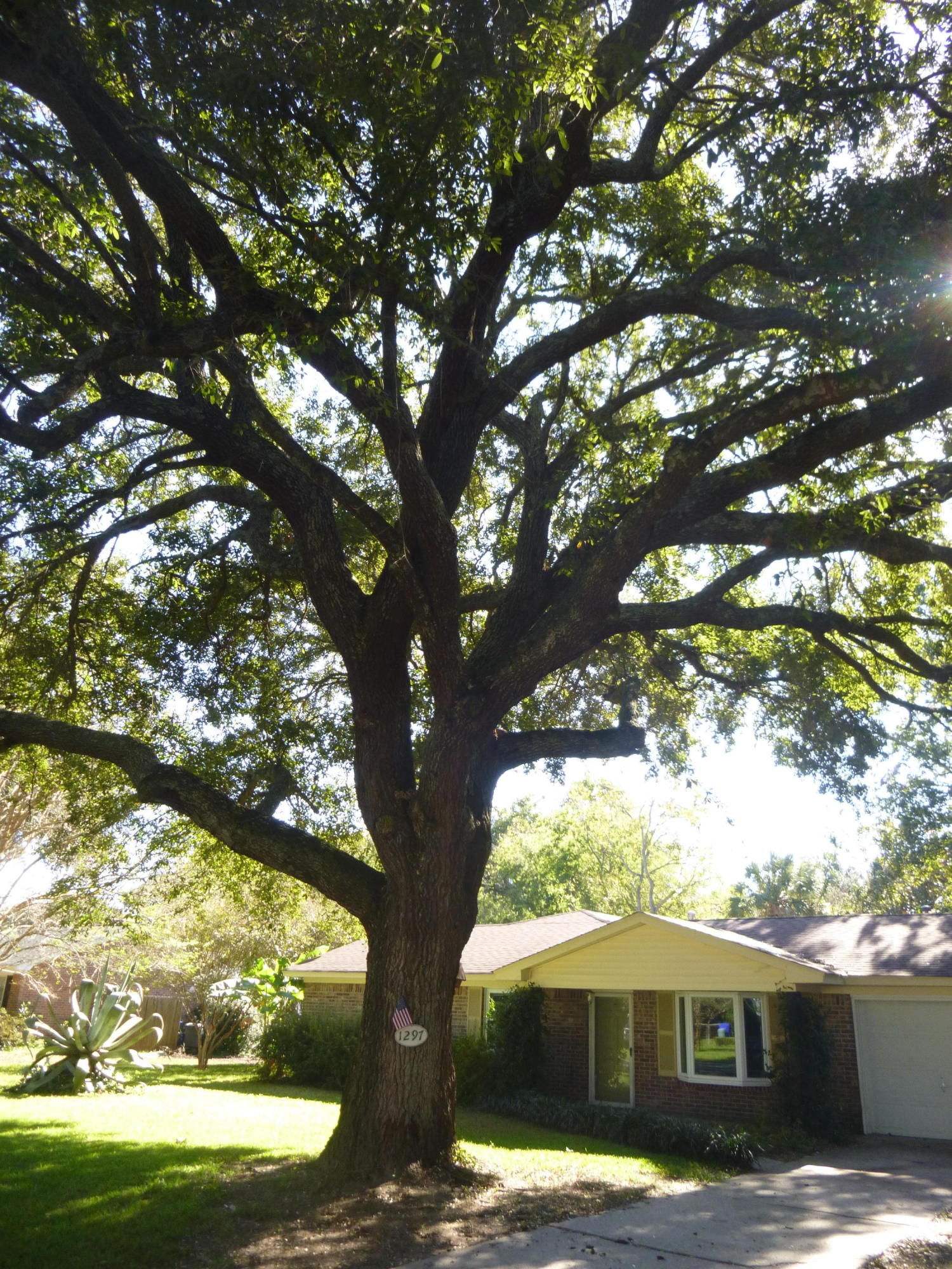 1297 Fort Lamar Road Charleston, SC 29412 - Photo 2 of 22 ftlamaroak