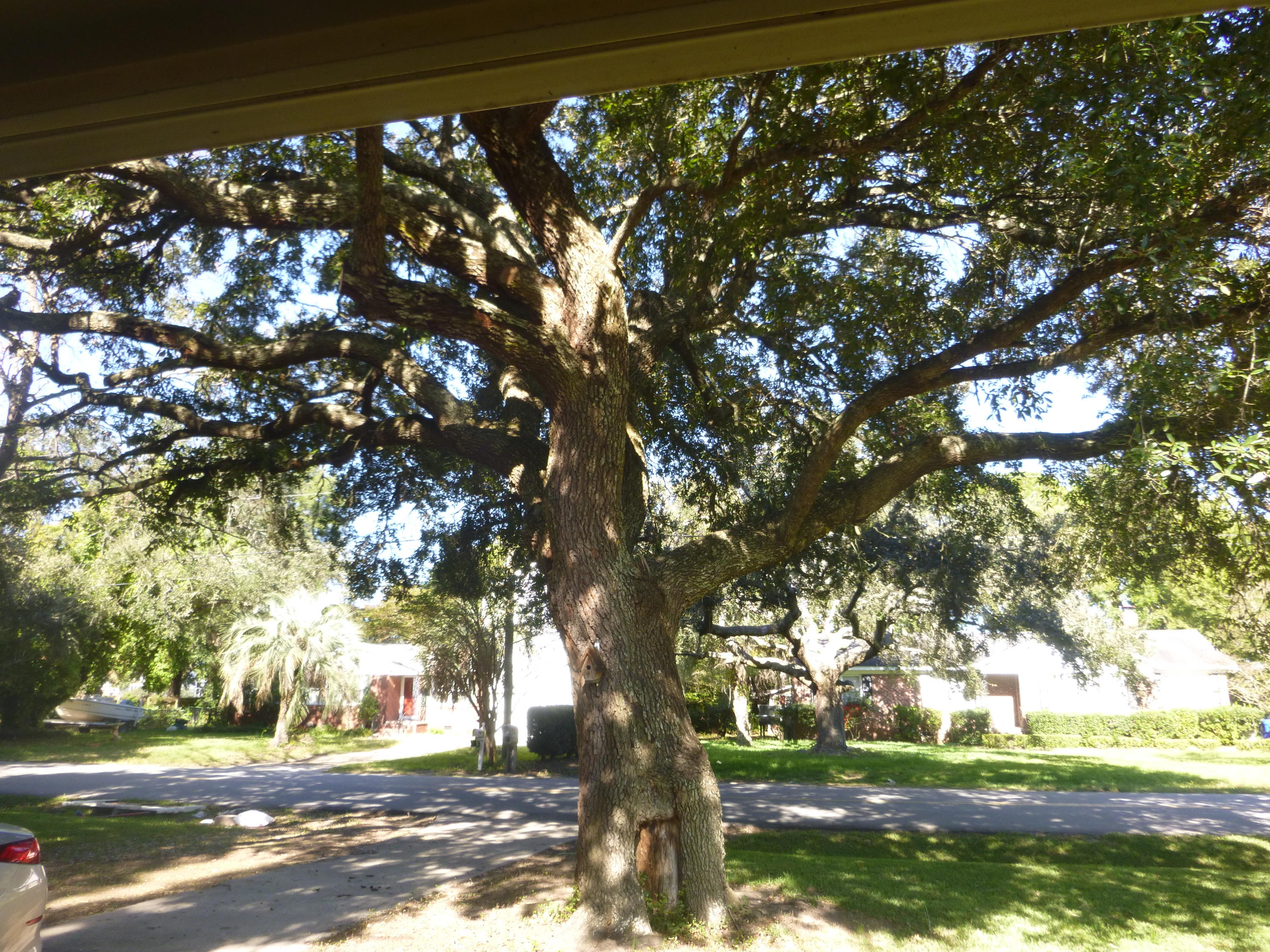 1297 Fort Lamar Road Charleston, SC 29412 - Photo 3 of 22 ftlamartree
