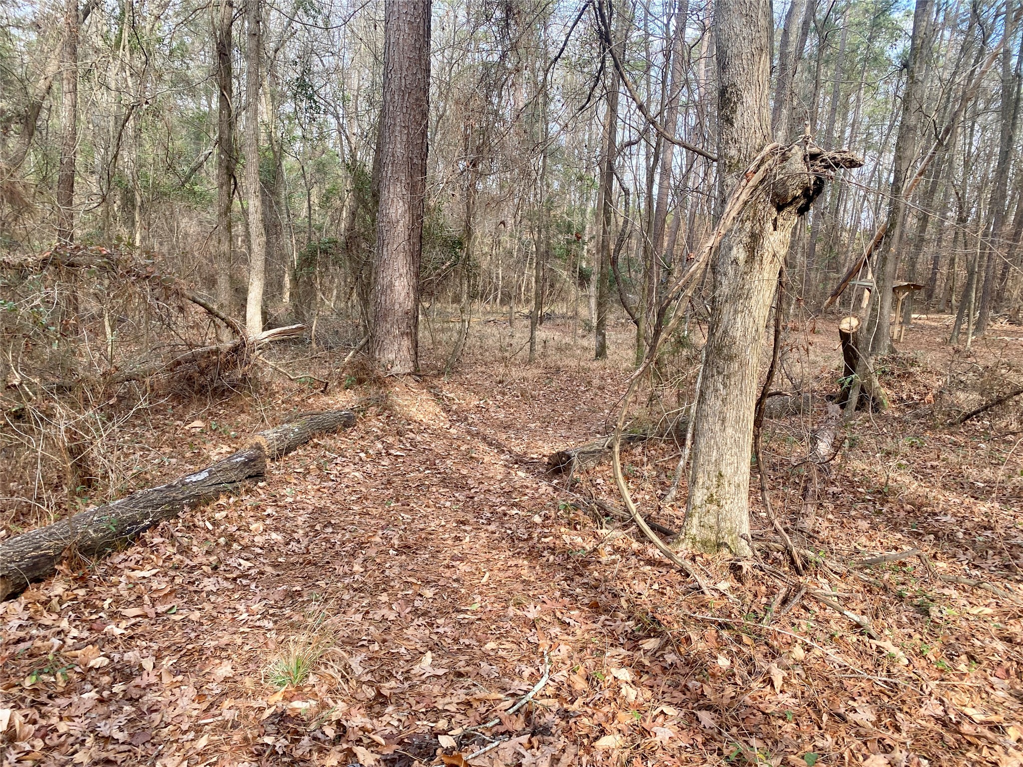 1135 Beaver Dam Road Washington, GA 30673 - Photo 33 of 42 a view of a yard with large trees
