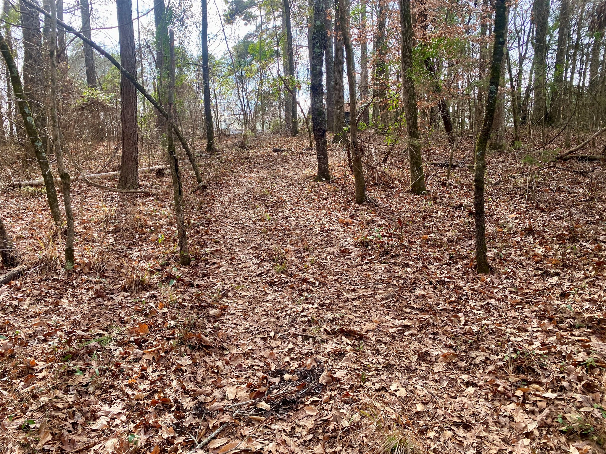 1135 Beaver Dam Road Washington, GA 30673 - Photo 34 of 42 a view of a forest with trees