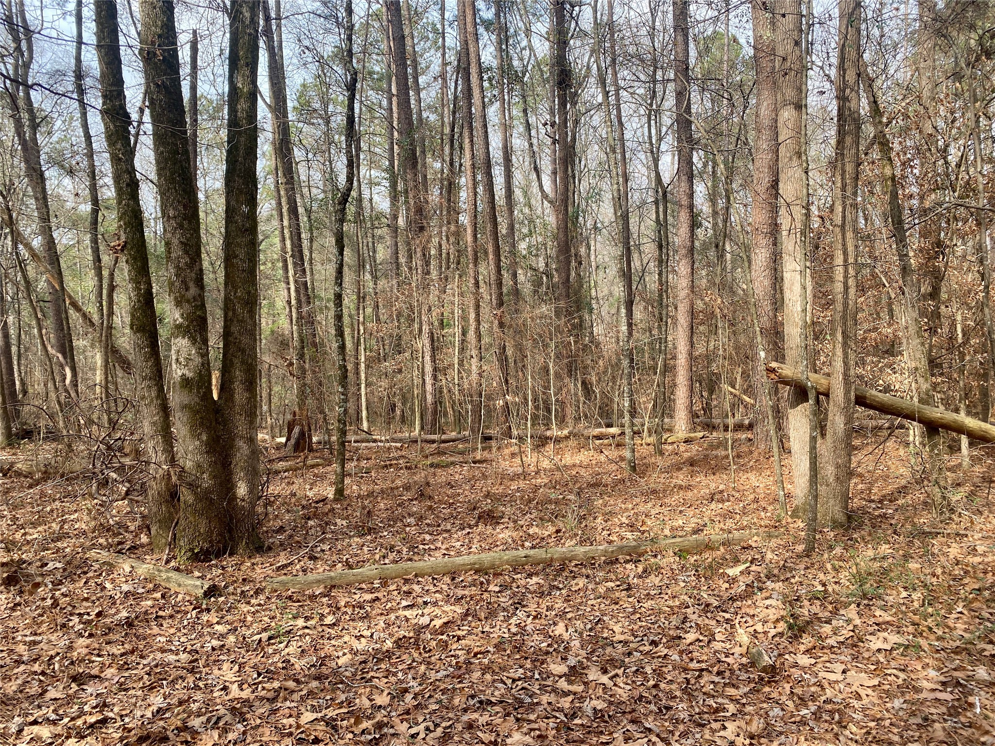 1135 Beaver Dam Road Washington, GA 30673 - Photo 36 of 42 a view of a backyard of the house