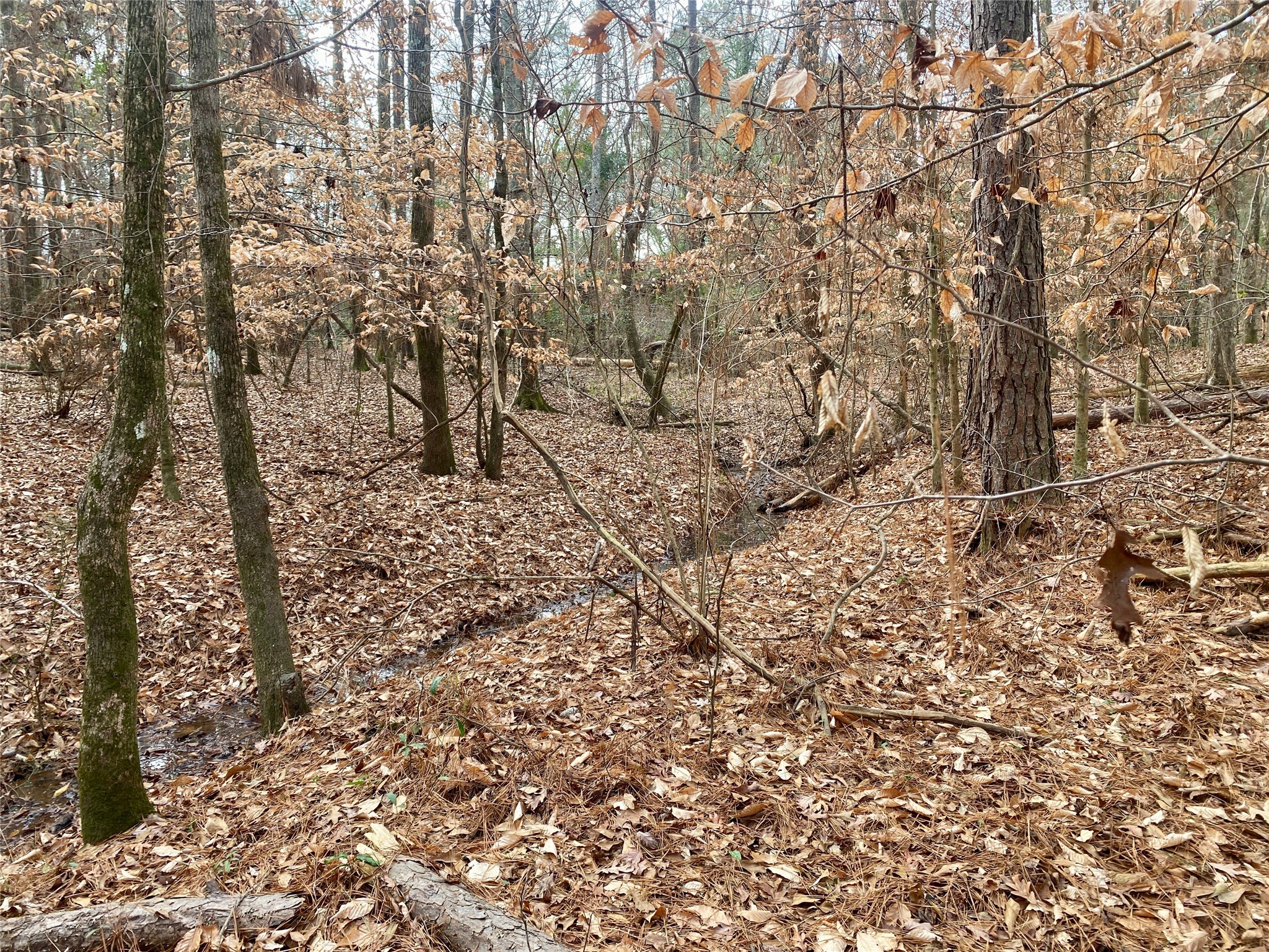 1135 Beaver Dam Road Washington, GA 30673 - Photo 37 of 42 a view of a yard with a tree