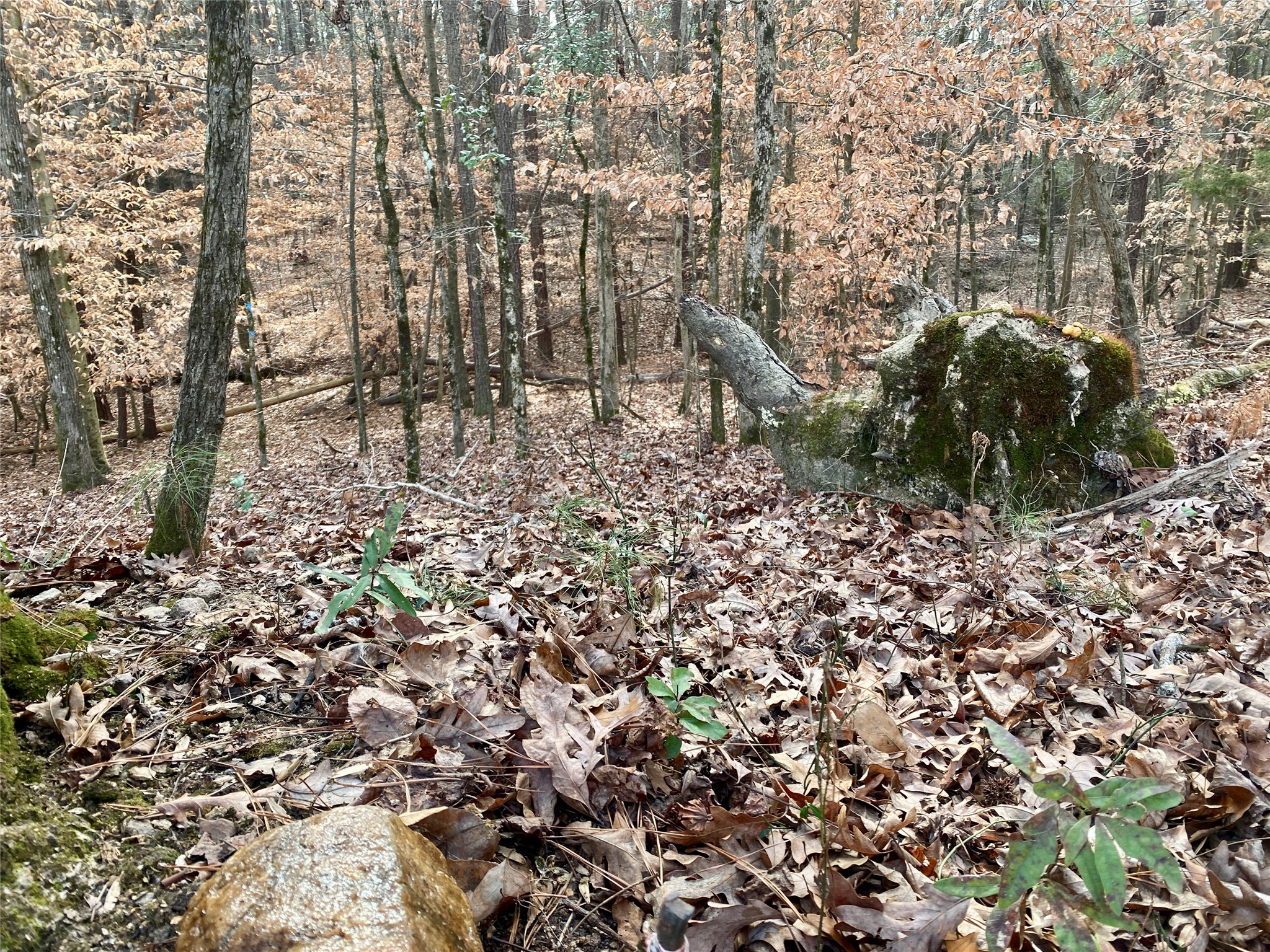 1135 Beaver Dam Road Washington, GA 30673 - Photo 42 of 42 a view of outdoor space and a yard