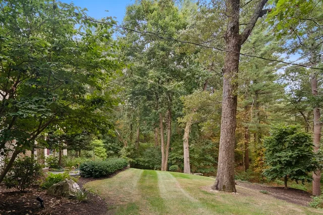 a view of a forest with trees