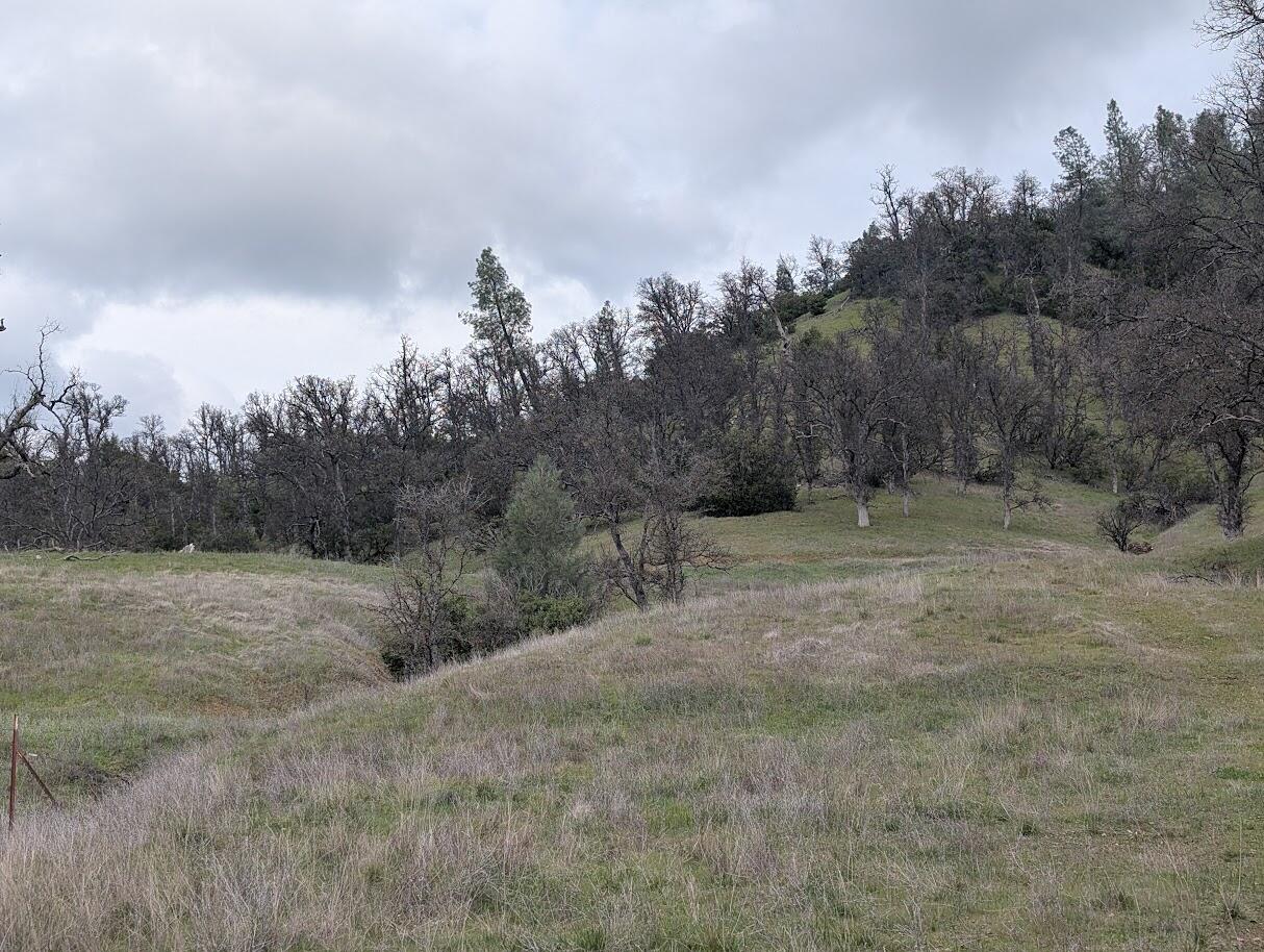 0 Red Bank Road Red Bluff, CA 96080 - Photo 11 of 15 a view of a field with trees in background