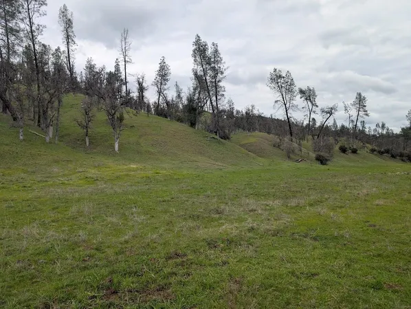 a view of a field with large trees