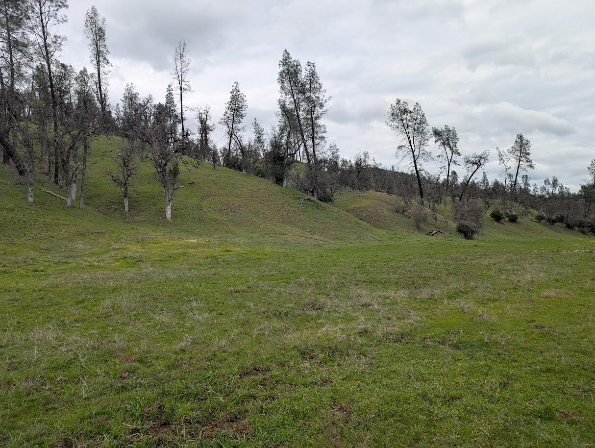0 Red Bank Road Red Bluff, CA 96080 - Photo 12 of 15 a view of a field with large trees