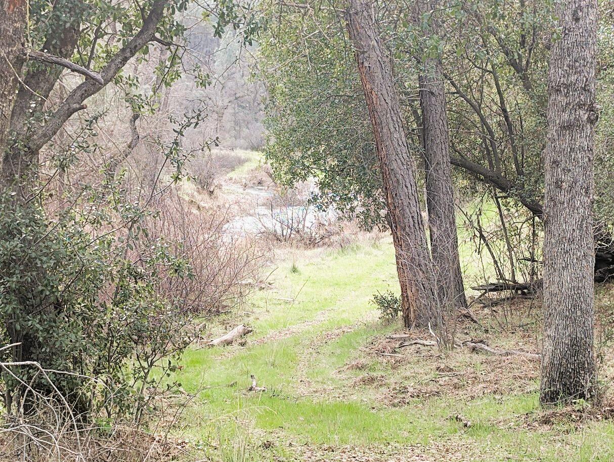 0 Red Bank Road Red Bluff, CA 96080 - Photo 4 of 15 a view of a tree in a yard