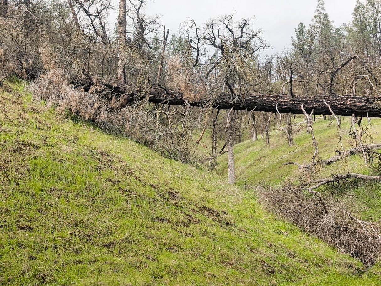 0 Red Bank Road Red Bluff, CA 96080 - Photo 5 of 15 a view of yard with green space