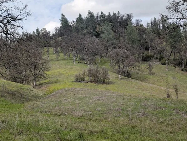 a view of a dry yard with trees