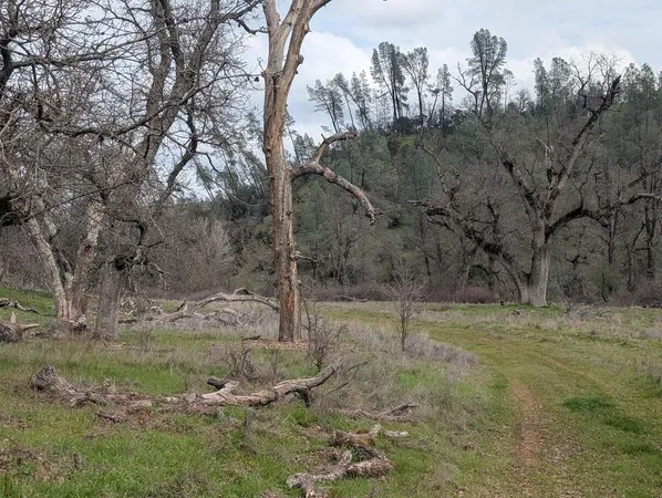 a view of a dry yard with trees