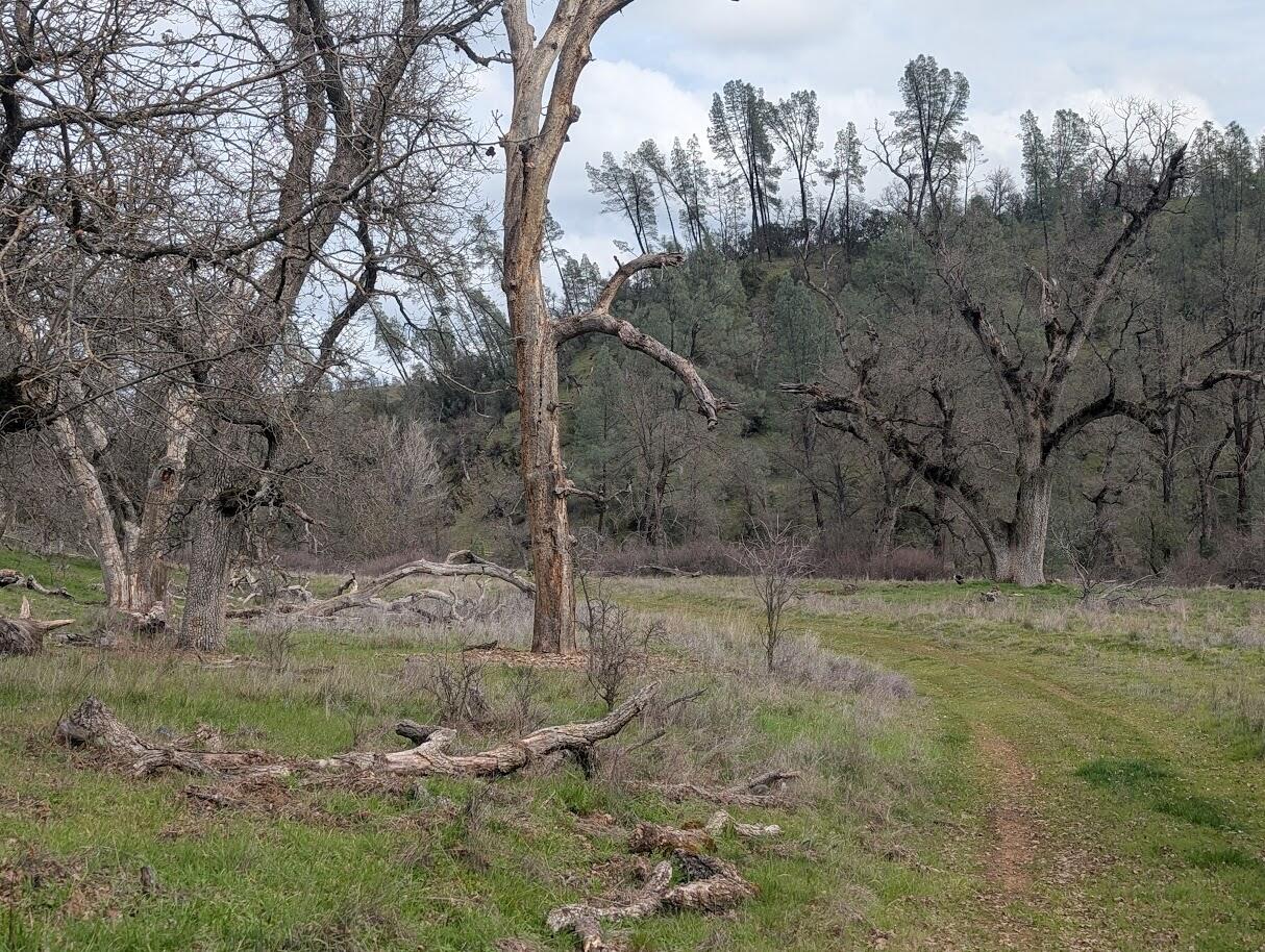 0 Red Bank Road Red Bluff, CA 96080 - Photo 7 of 15 a view of a dry yard with trees