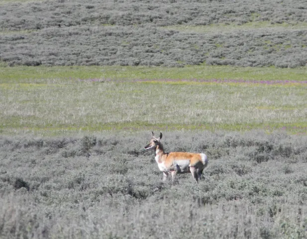 $6,950,000 | 1000 Nip And Tuck Road, Stanley, ID 83278