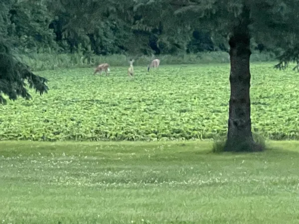 $725,000 | 63627 170th Avenue, Kellogg, MN 55945