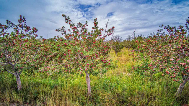 a view of a flower in a garden