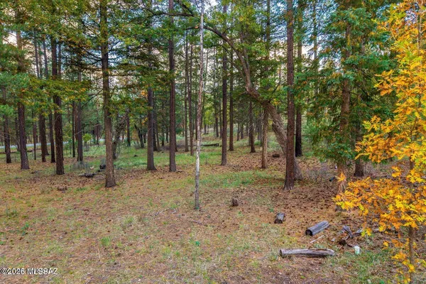 $55,000 | 0 County Road 2196, Alpine, AZ 85920