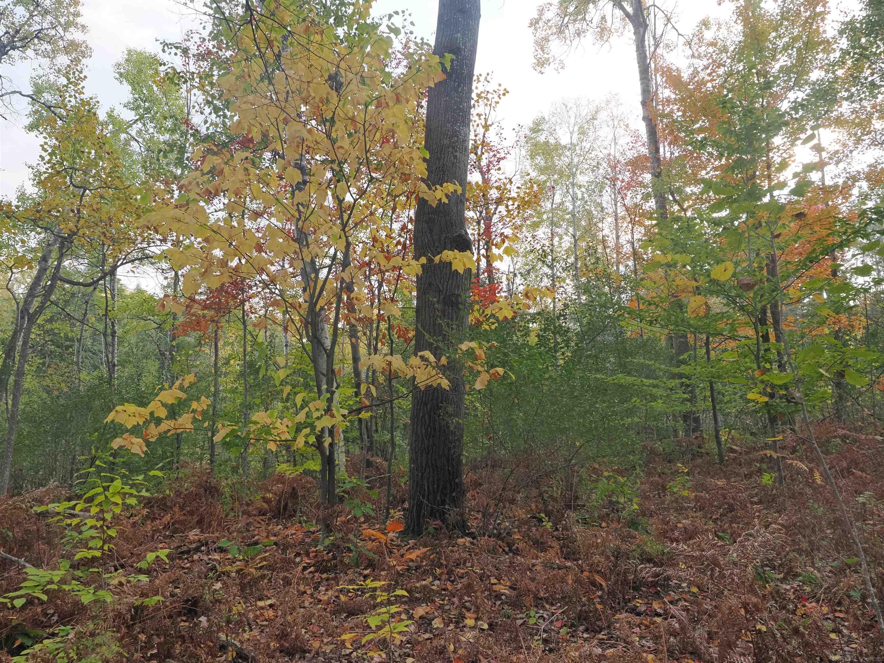 Xxx Tolan Road Spruce, MI 48762 - Photo 64 of 79