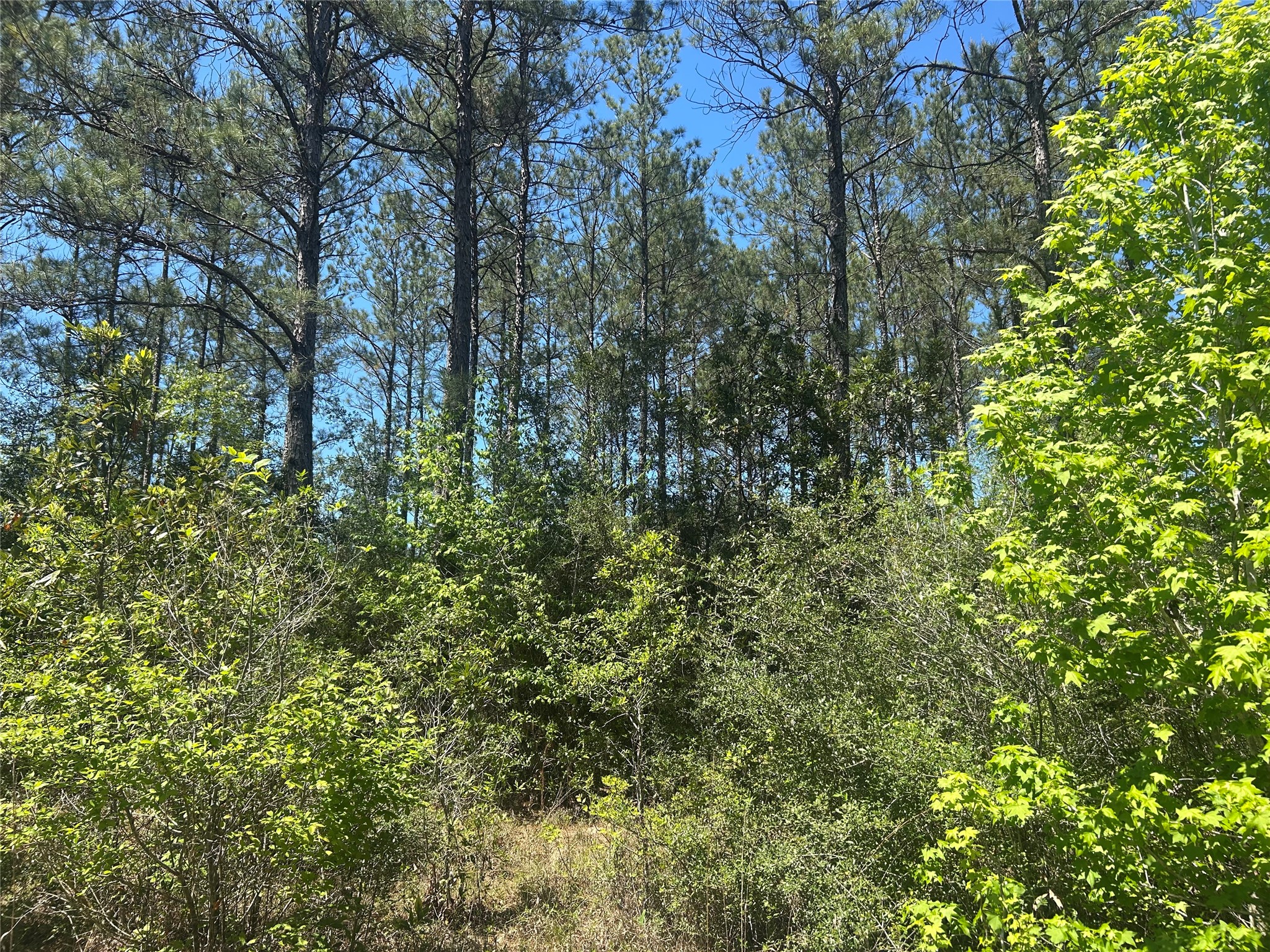 Lot 39 Carter Ranch Road Kountze, TX 77625 - Photo 2 of 13 a view of a lush green forest