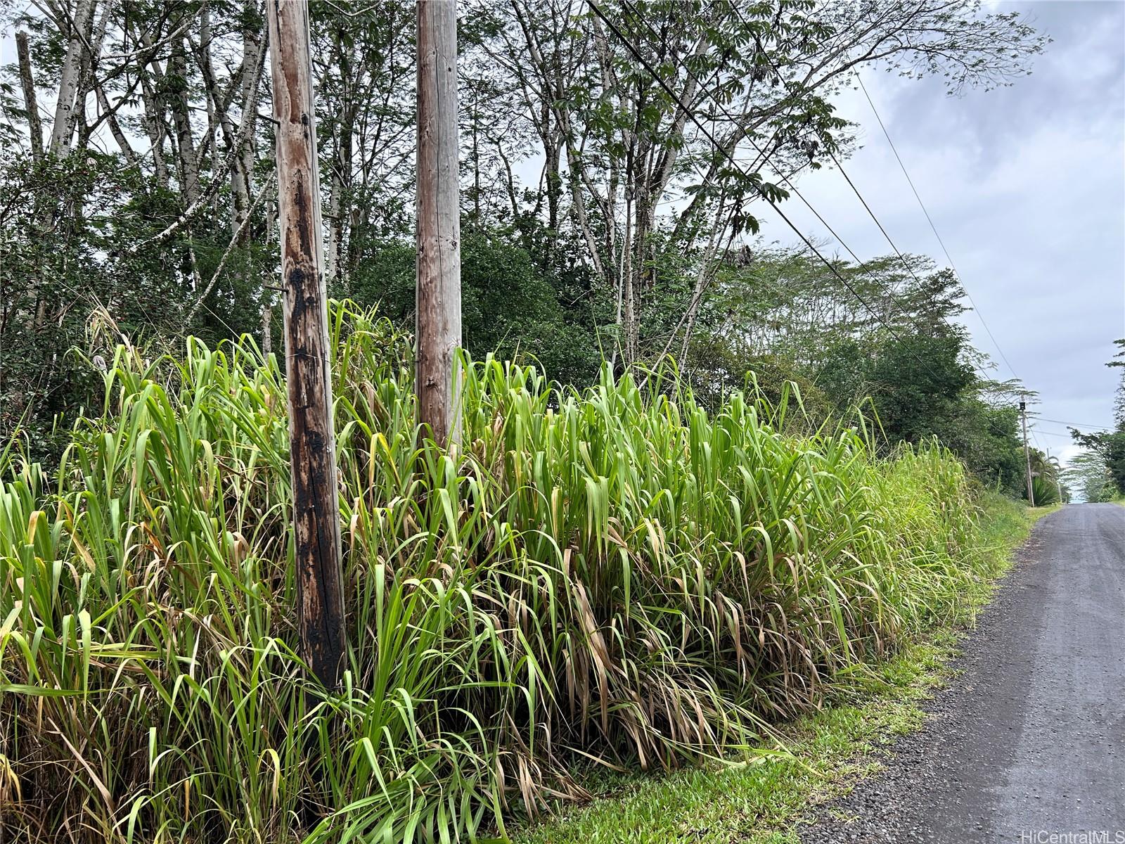 - 14th Avenue Keaau, HI 96749 - Photo 3 of 4 a view of a garden with plants