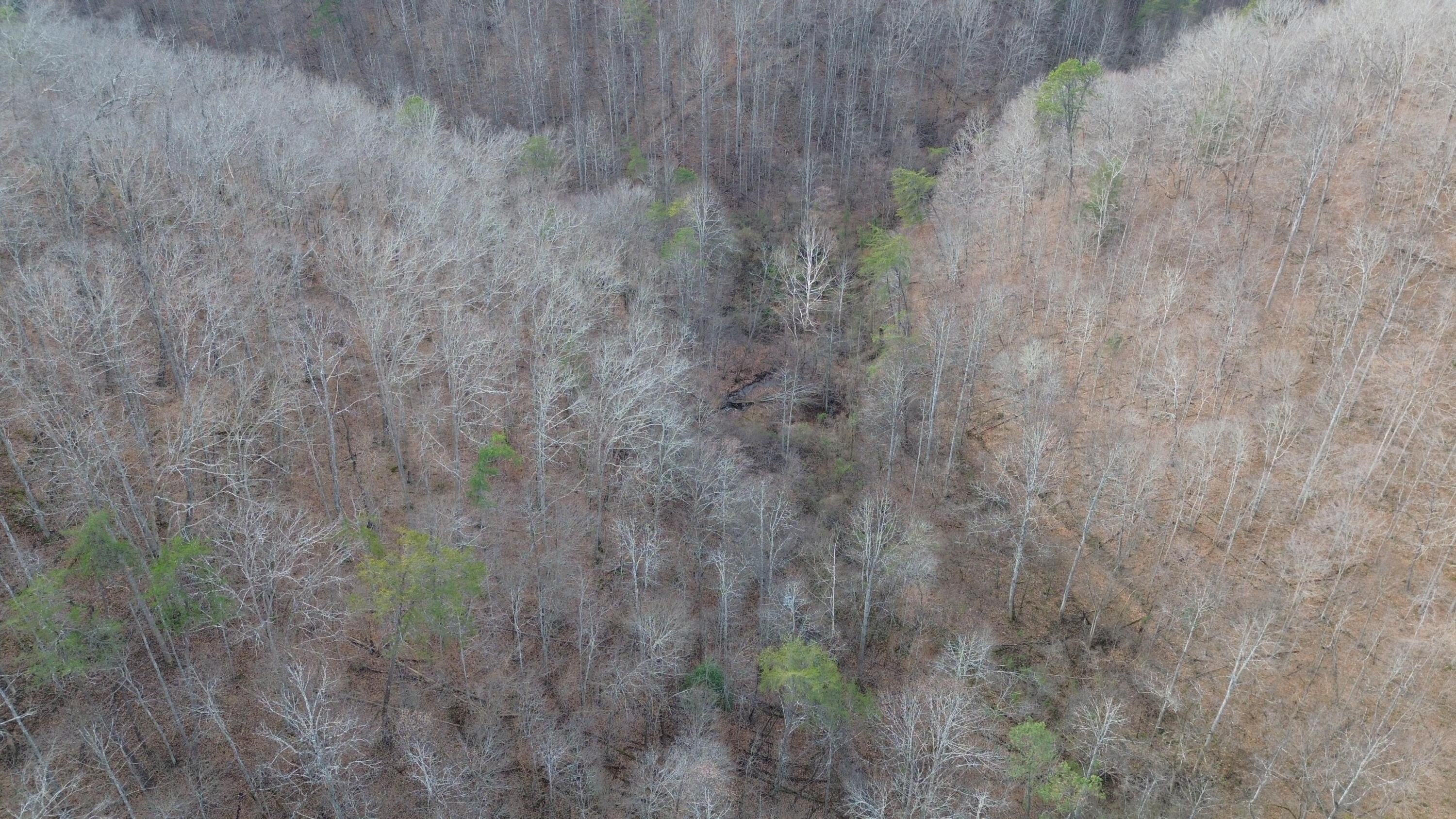 237 A Meat Scaffold Road Jackson, KY 41339 - Photo 29 of 44 Trees