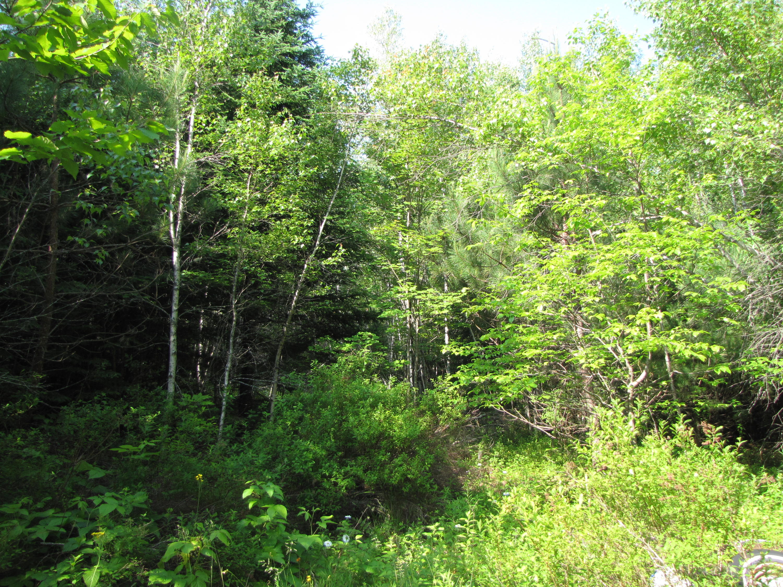 172 Smith Road Amherst, ME 04605 - Photo 4 of 16 IMG_0346