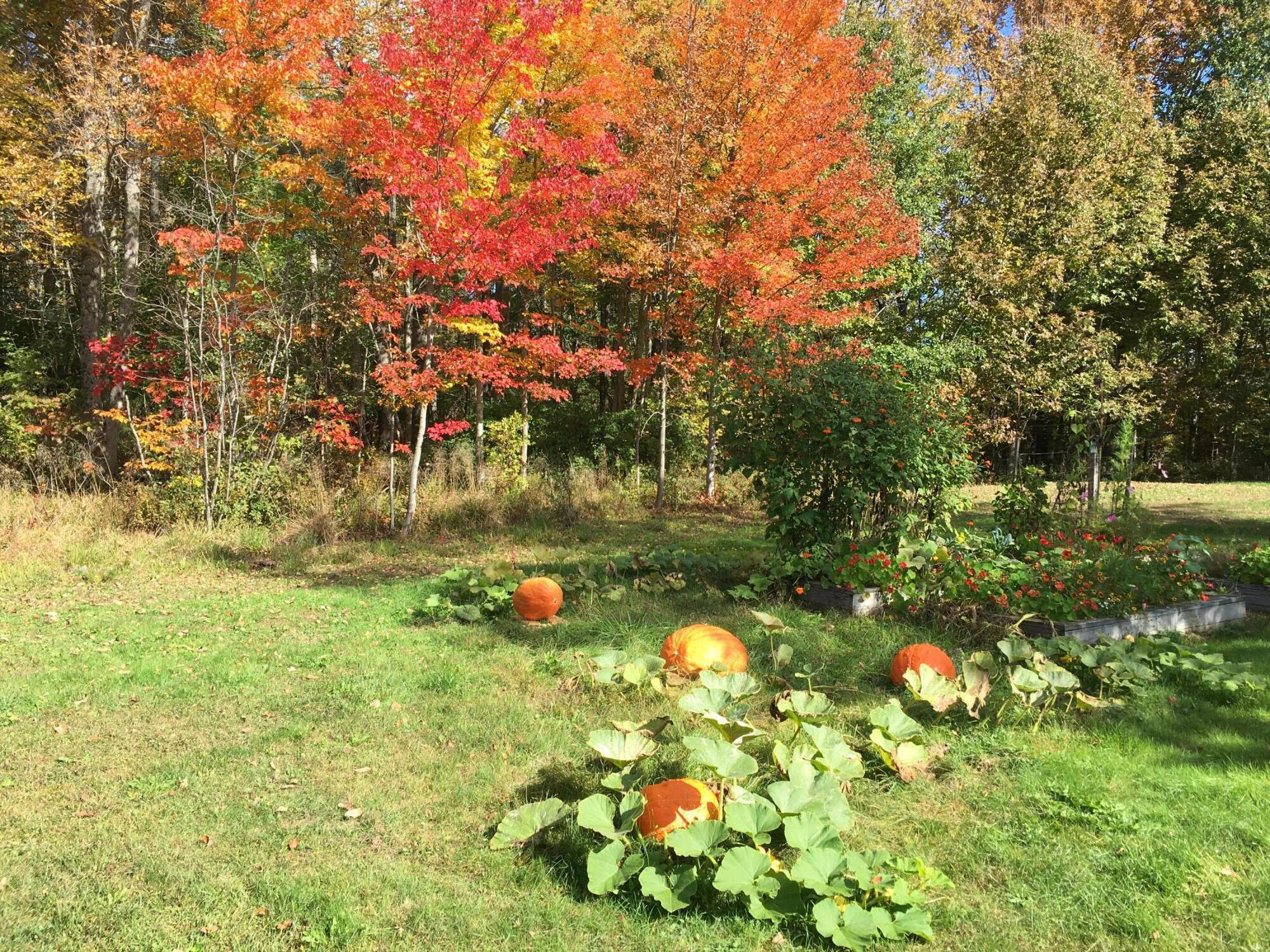 1341 Appleton Road Union, ME 04862 - Photo 24 of 42 garden pumpkins