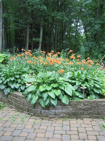 105 Scotland Road Newbury, MA 01951 - Photo 23 of 24 a plant that is in front of flowers