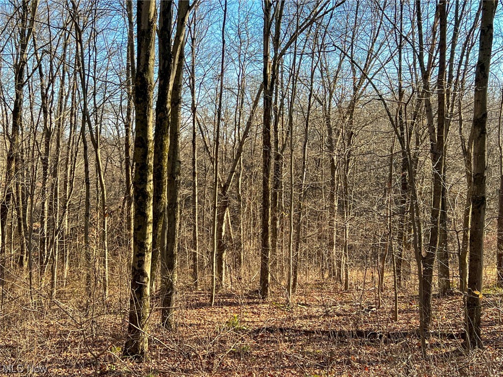 Edgington Road Danville, OH 43014 - Photo 5 of 26 View of nature