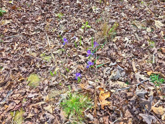 $488,800 | 0 Pumpkintown Highway, Pickens, SC 29671