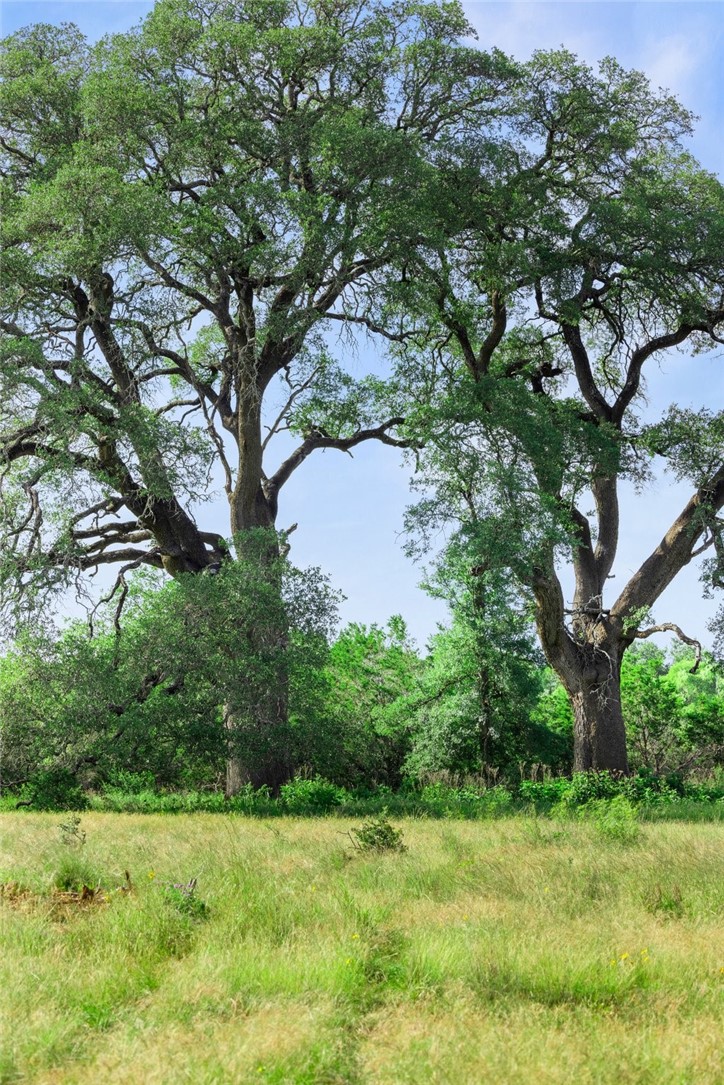 2101 Tower Road Georgetown, TX 78628 - Photo 23 of 38 a view of a grassy field with trees in the background