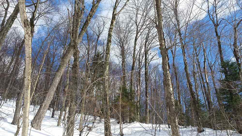 1067 Rushford Valley Road Montgomery, VT 05471 - Photo 20 of 31