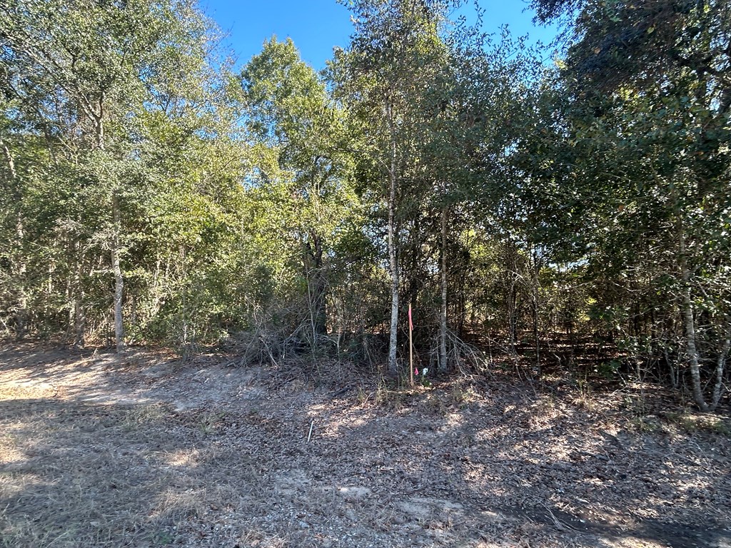 20-ac Coot Adams Road Ashford, AL 36312 - Photo 5 of 28