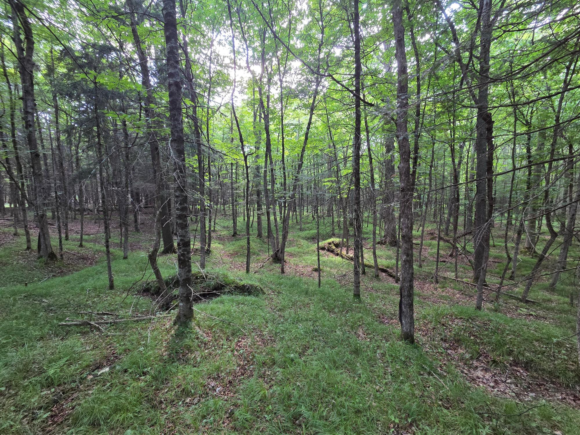 On Aspen Road South, Unit 40ACRES Phillips, WI 54555 - Photo 6 of 11 Gallery Image 6