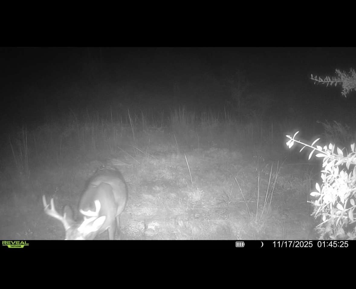 0 Sealy Wells Road Gordon, AL 36343 - Photo 24 of 25