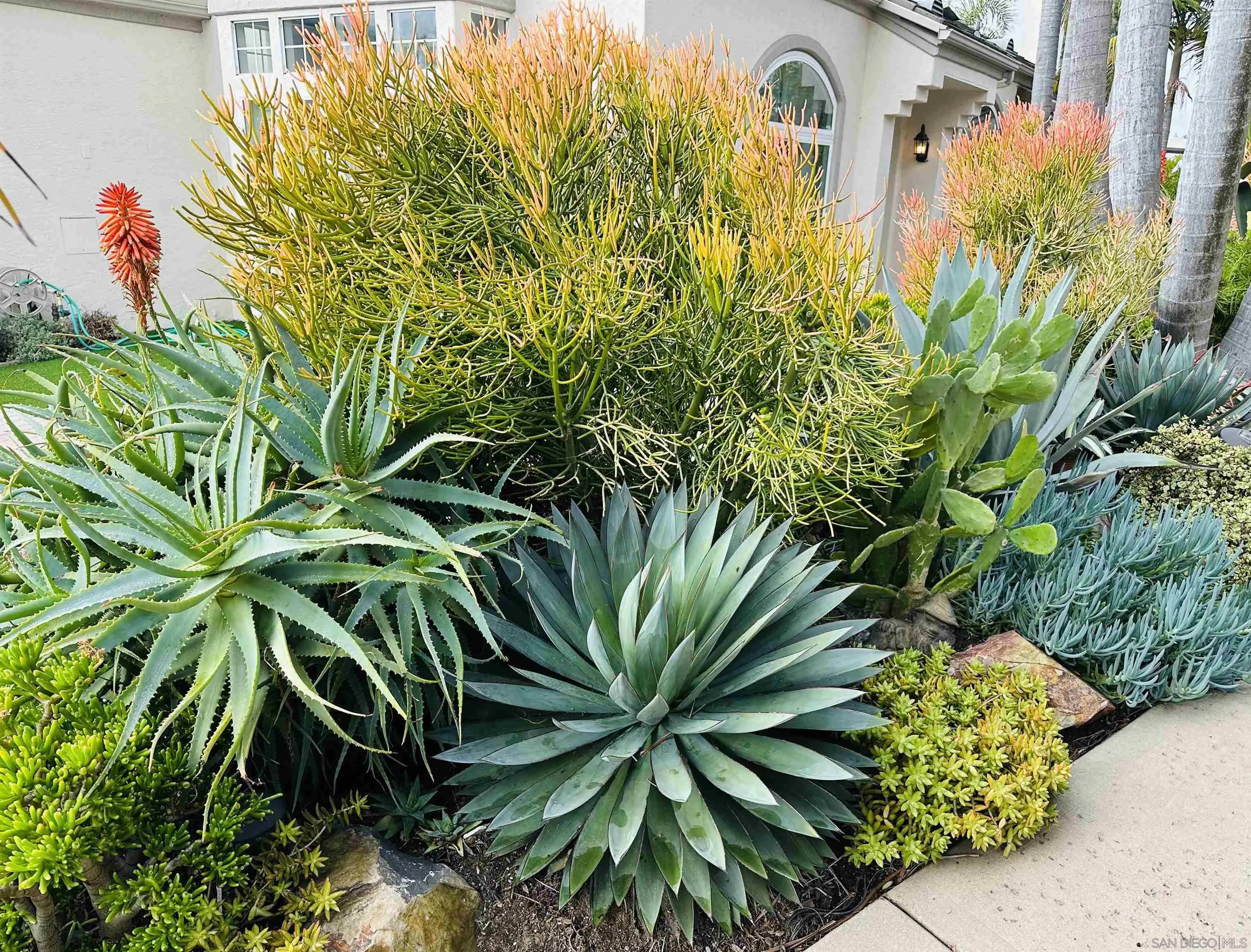 2352 Rock Crest Glen Escondido, CA 92026 - Photo 44 of 48 a picture of a plant