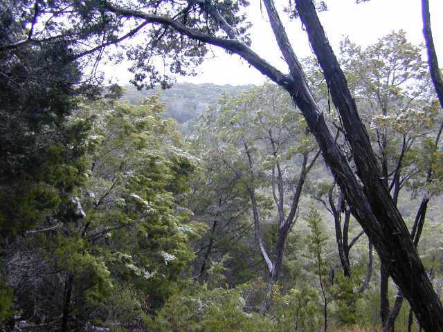 Exterior Front : Beautiful top of the hill view lot in Wimberley, approx. 3.5 miles from the town square. Nice trees, level building site.