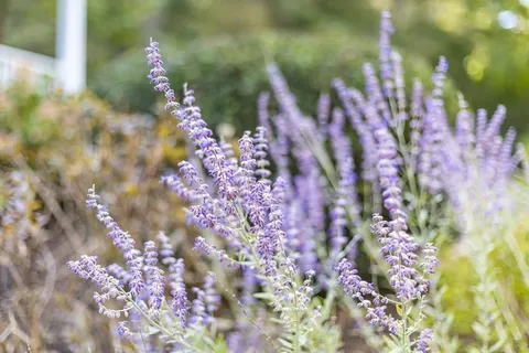 a view of a lake with a yard
