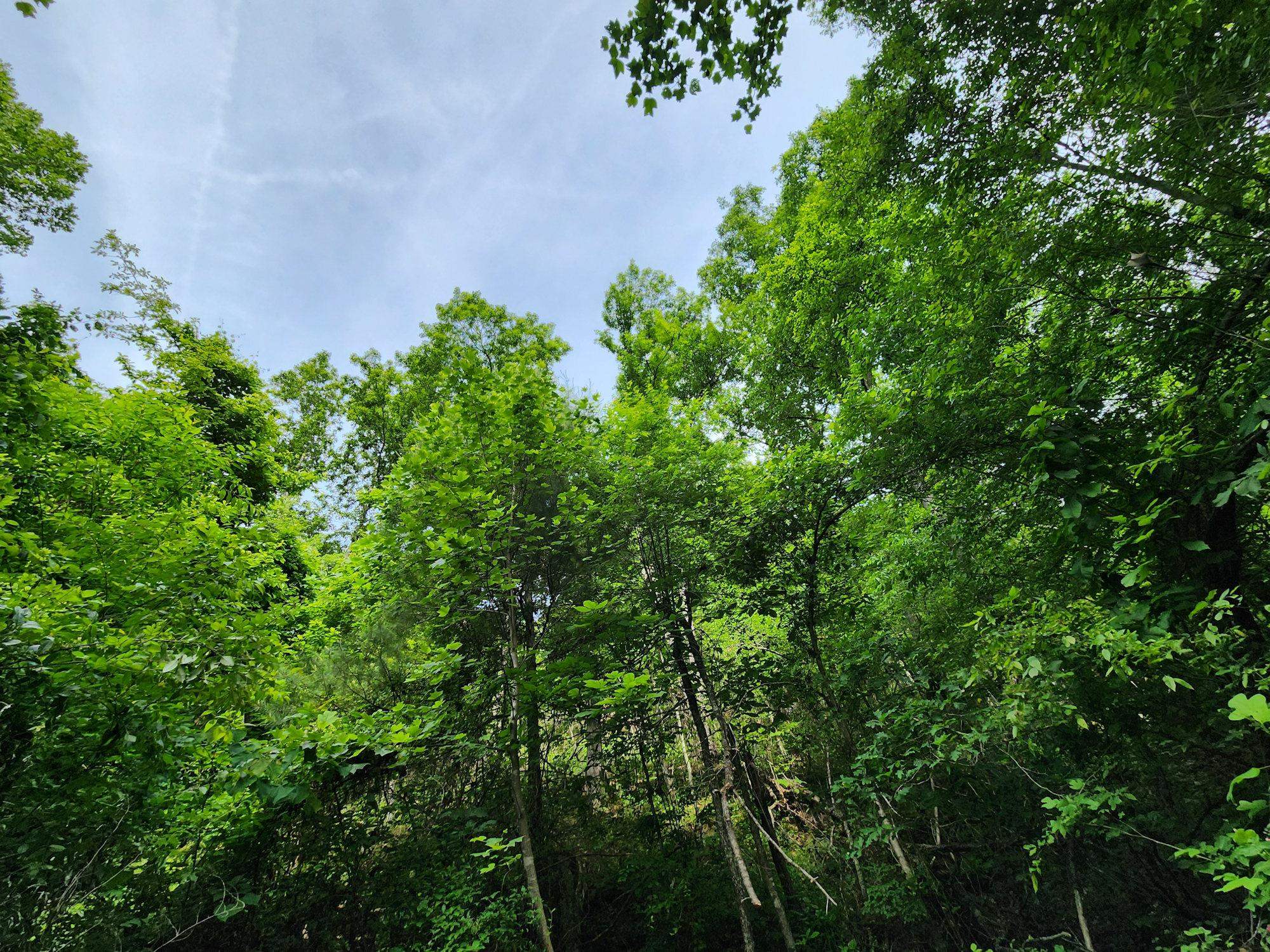 0 Clay Hollow Road Rush, KY 41168 - Photo 40 of 50 Gallery Image 40