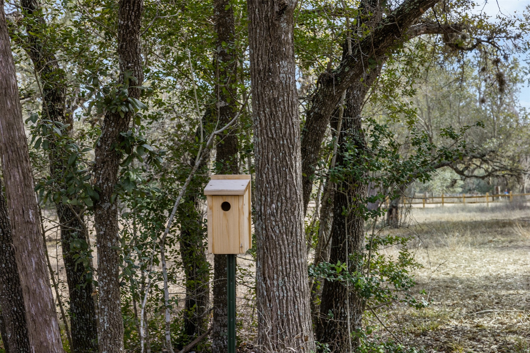 110 Drake Lane Round Top, TX 78954 - Photo 9 of 32 a view of statue in the forest