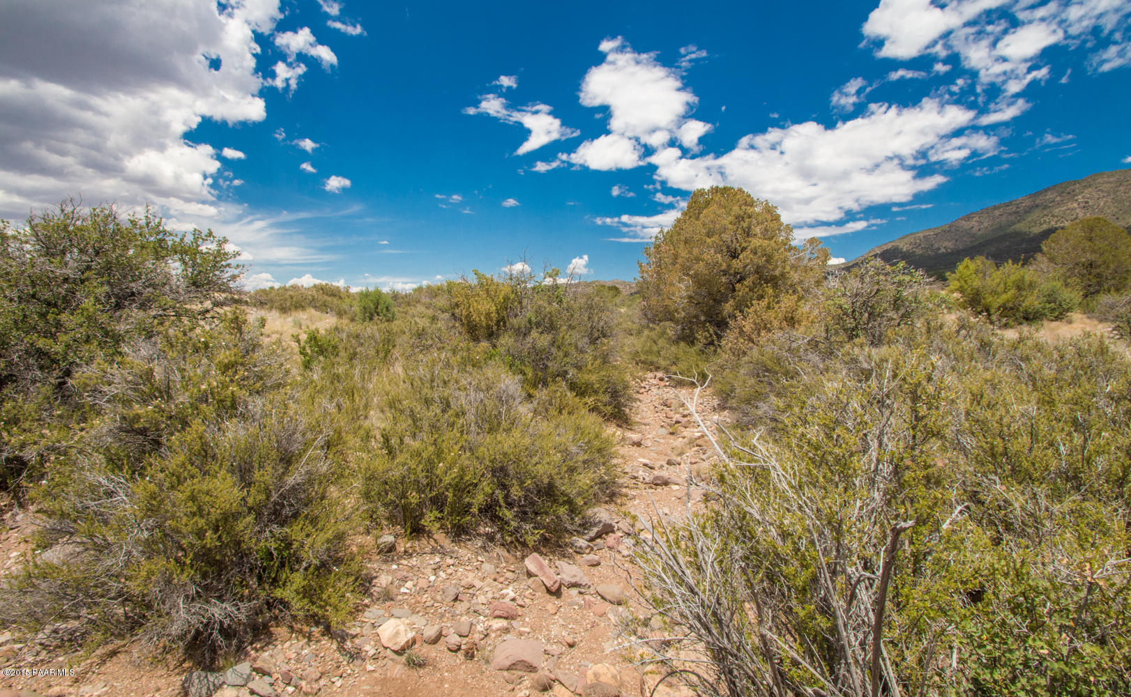 B5 Hydro Ridge Road Prescott Valley, AZ 86315 - Photo 9 of 19 a view of a tree in a yard