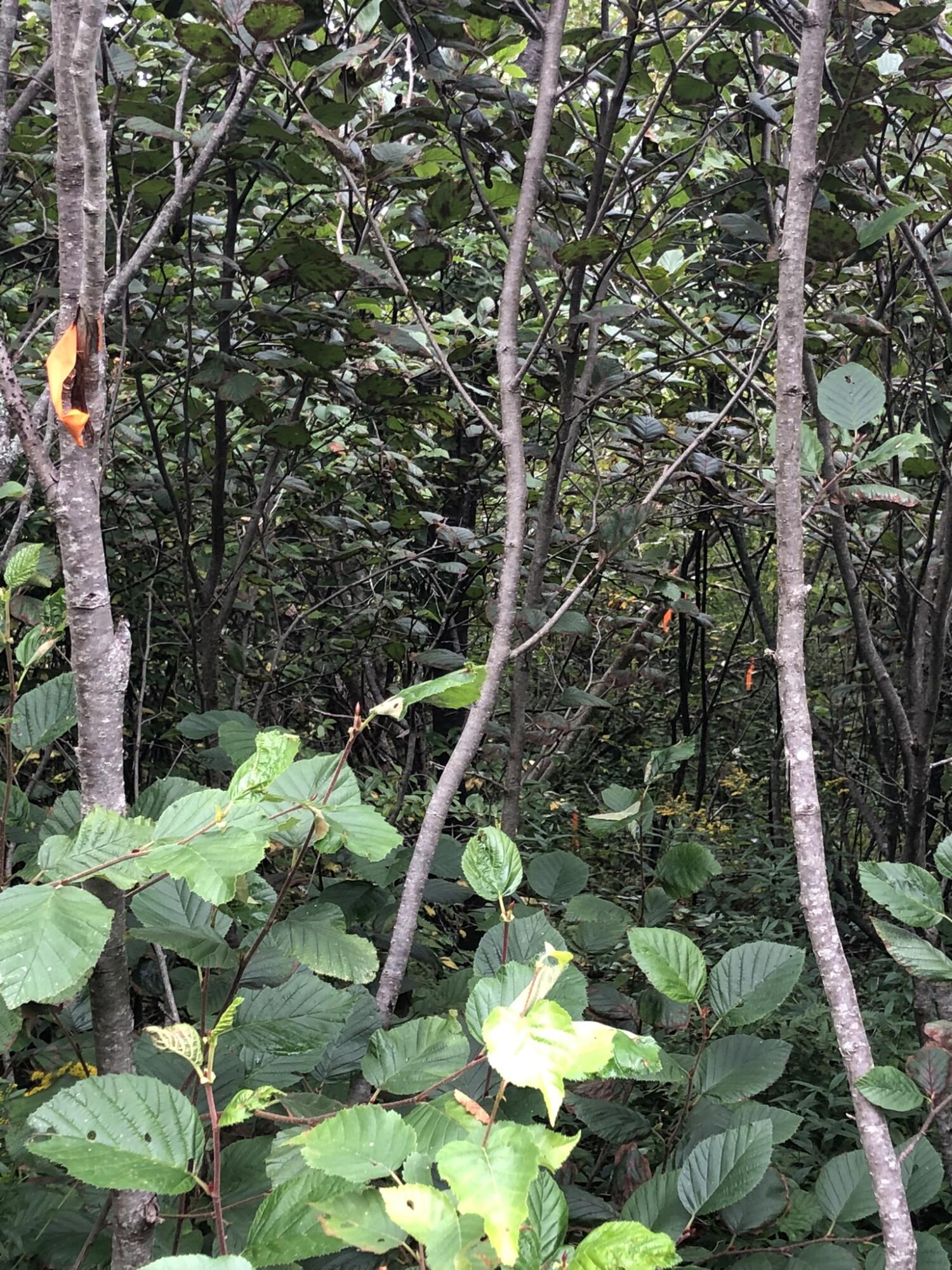 Lot25-a-1 Boot Cove Road Lubec, ME 04652 - Photo 29 of 34 19B02B5E-E287-4A37-A726-1BD842E8A79D
