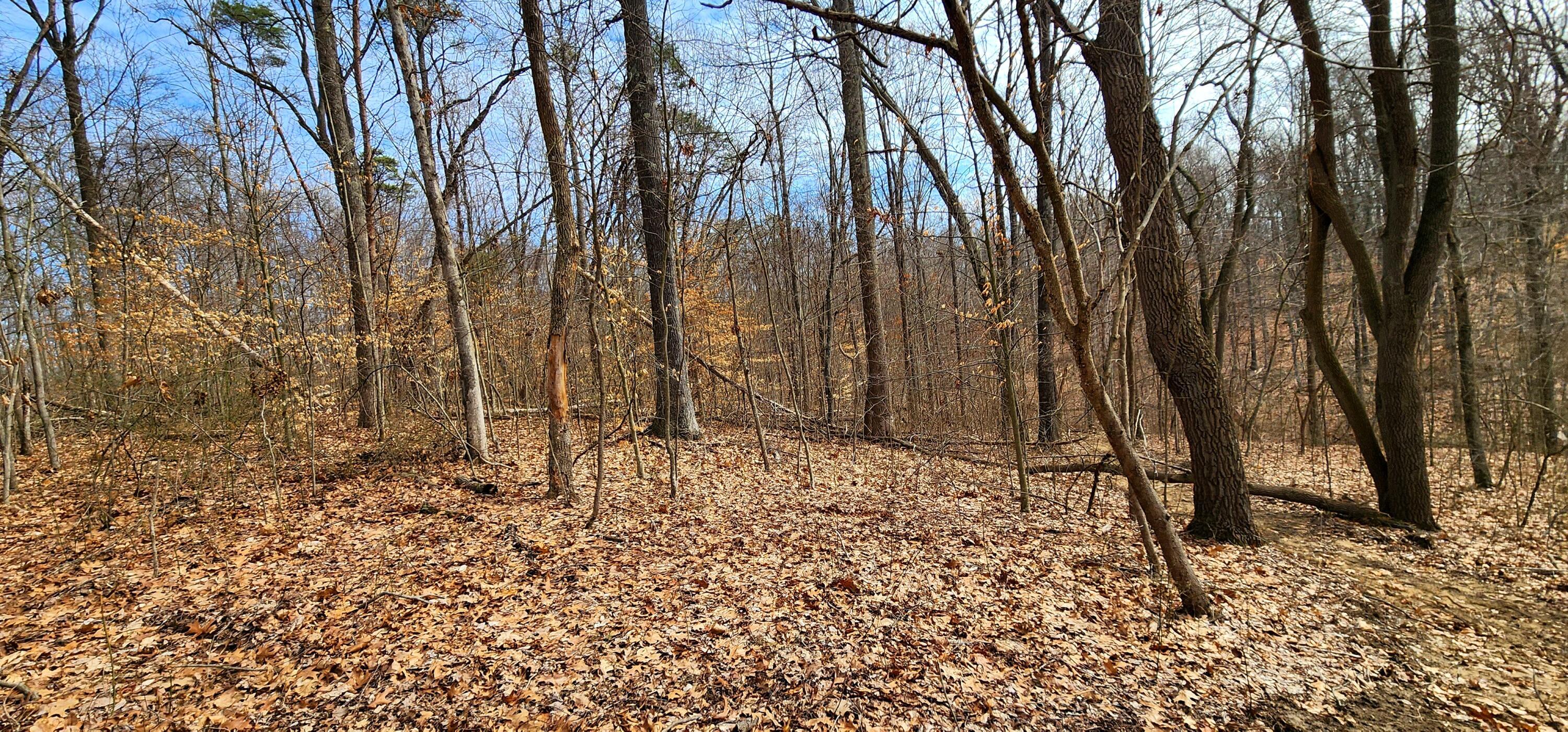 0 Edmundson Road, Unit TRACT 4 AT BIG TIMBER) Vinton, OH 45686 - Photo 41 of 67 20250307_115201