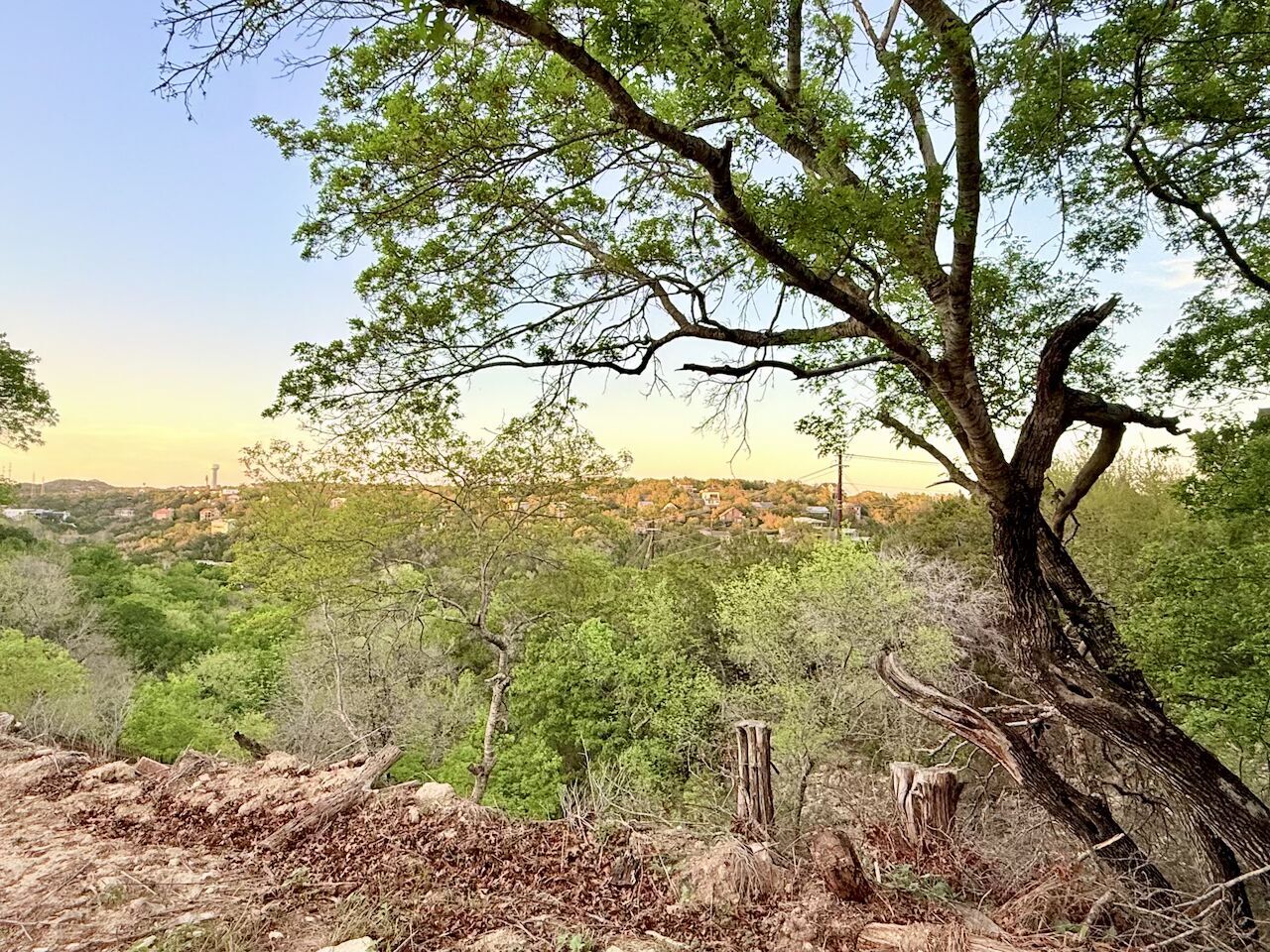 a view of a yard with a tree
