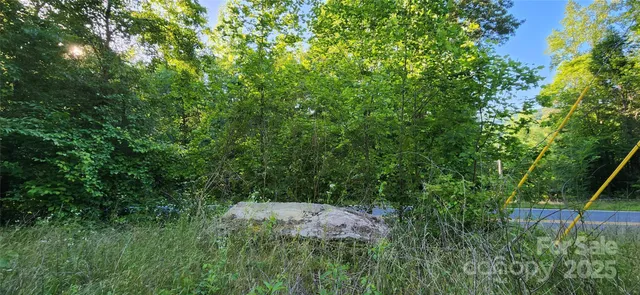 a view of a lush green forest