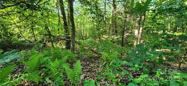 a view of a lush green forest