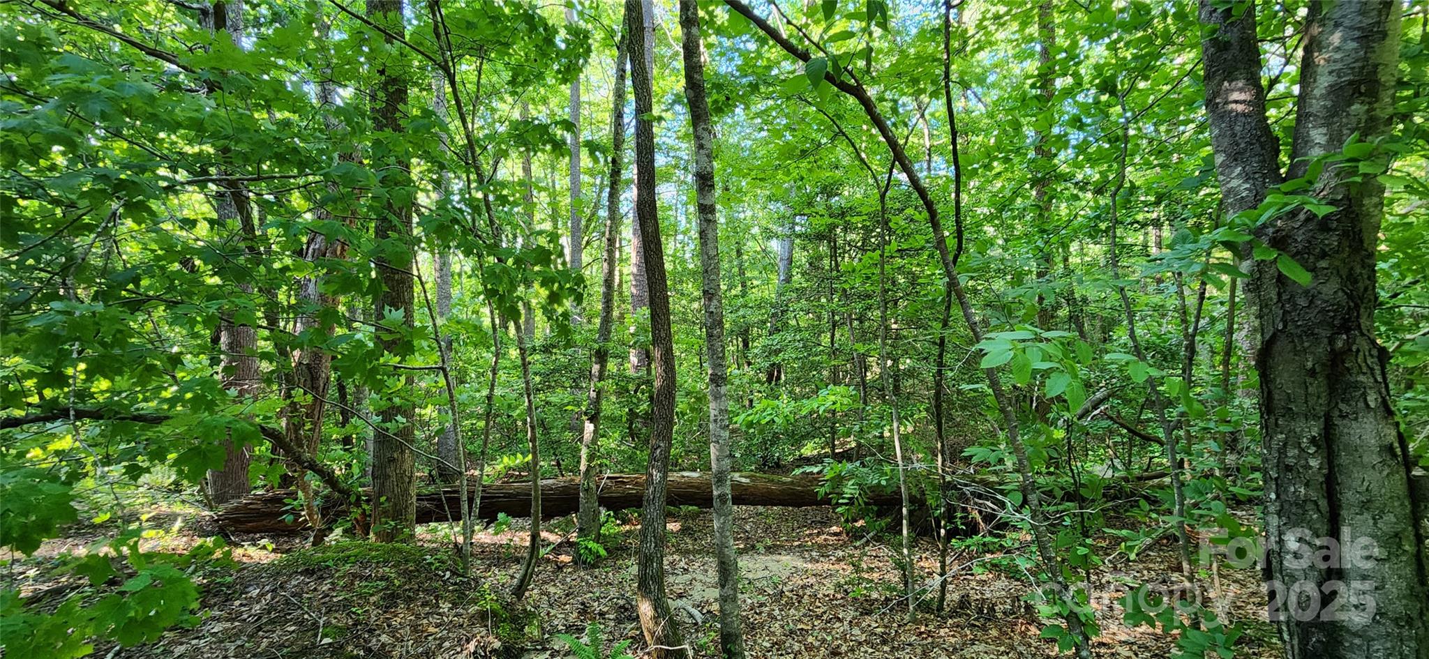 0 Buffalo Creek Road, Unit 74 Lake Lure, NC 28746 - Photo 18 of 29 a view of a garden