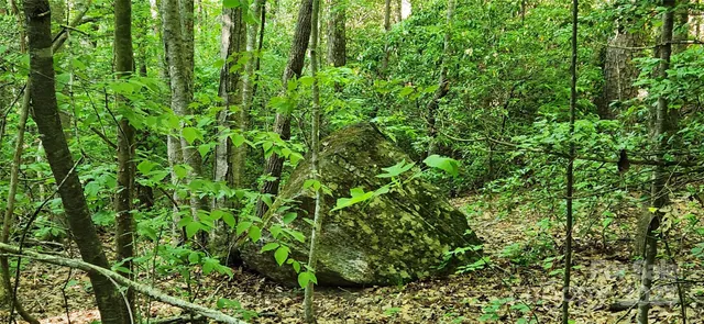 a view of a lush green forest